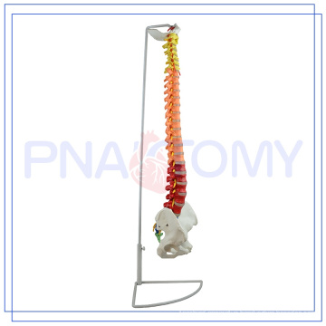 PNT-0120C Spine Model For Medical Science for medical use